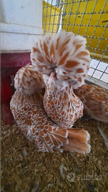 Galline padovane e olandesi nane