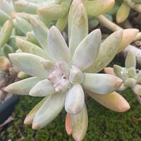 Graptopetalum Francesco Baldi  succulenta