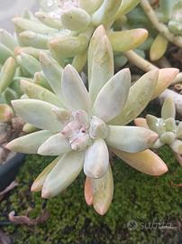 Graptopetalum Francesco Baldi  succulenta