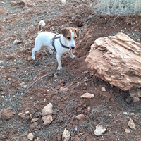 Jack russel maschio disponibile per monta