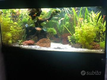 Juwel rio 180 acquario