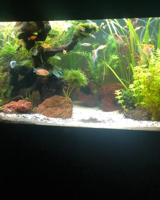 Juwel rio 180 acquario