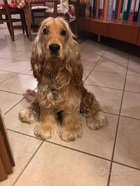 Ciao Mi chiamo Pepper