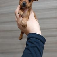 Ultimo cucciolo maschio pincher toy