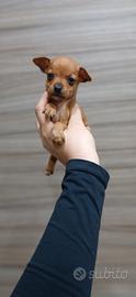 Ultimo cucciolo maschio pincher toy