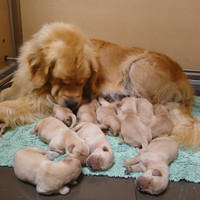 Cuccioli golden retriever linea americana
