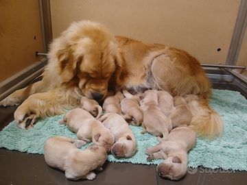 Cuccioli golden retriever linea americana