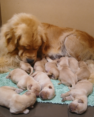 Cuccioli golden retriever americana americano