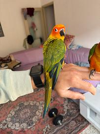 Copia Conure del sole allevato a mano
