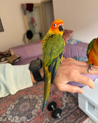 Conure del sole allevato a mano