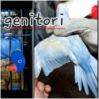 Parrocchetto dal collare viola pulli