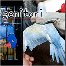 Parrocchetto dal collare viola pulli