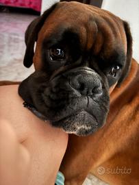 Femmina di boxer per eventuale cucciolata