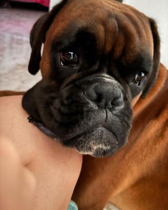 Femmina di boxer per eventuale cucciolata
