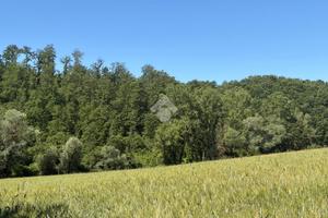 TER. AGRICOLO A MONTECASTRILLI