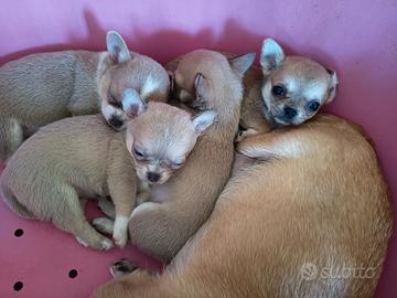 Chihuahua con pedigree