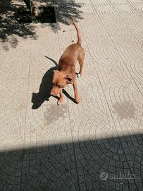 Cuccioloni in adozione