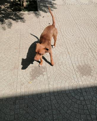 Cuccioloni in adozione