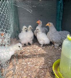 Galline cocincina Moroseta e coccorite