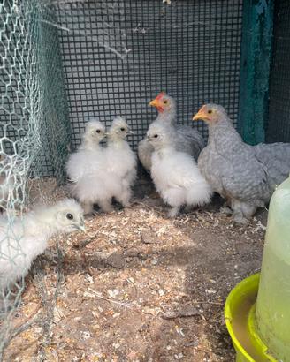 Galline cocincina Moroseta e coccorite