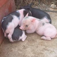 Maialini vietnamiti nani