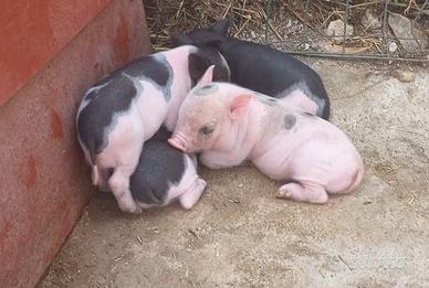 Maialini vietnamiti nani