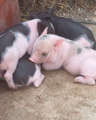 Maialini vietnamiti nani