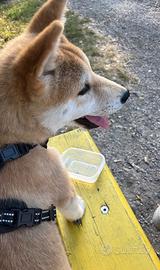 Shiba inu