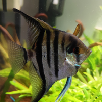 Pterophyllum scalare zebra