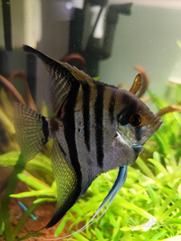 Pterophyllum scalare zebra