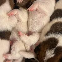 Cuccioli jack Russel terrier