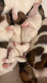 Cuccioli jack Russel terrier