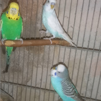 Pappagalli cocoriti CAMBIO