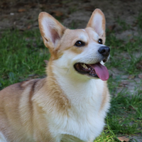 Corgi Pembroke adulto