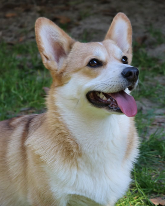 Corgi Pembroke adulto