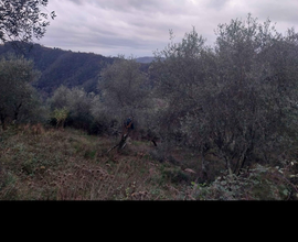 Terreno agricolo adibito ad uliveto