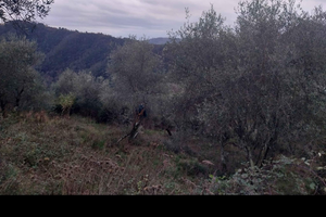 Terreno agricolo adibito ad uliveto