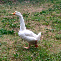 Maschio oca lindowskaya