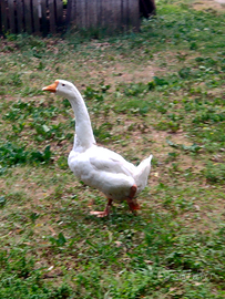 Maschio oca lindowskaya