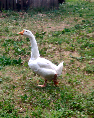 Maschio oca lindowskaya