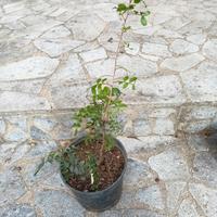 piantina di lentischio ( lentisco) 