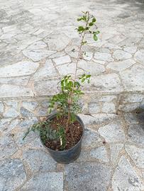 piantina di lentischio ( lentisco) 