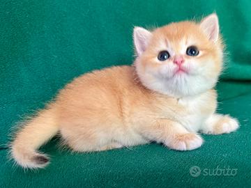Gattini British Shorthair E Scottish