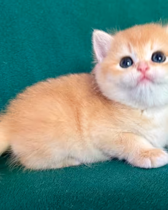 Gattini British Shorthair E Scottish