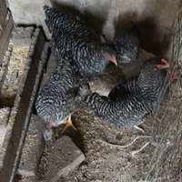 Galline