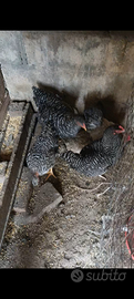 Galline