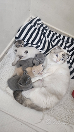 Scottich Fold e Scottich Straight