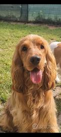 Cocker spaniel con pedigree