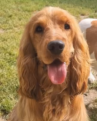 Cocker spaniel con pedigree