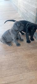 cuccioli di cane corso